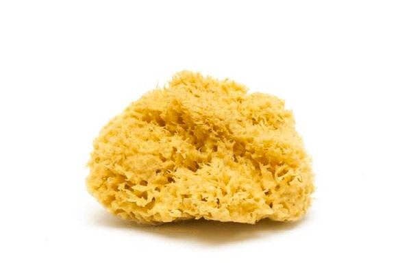 Natural Sea Sponge